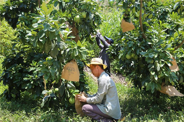 基地展示（綠色、防蟲(chóng)）